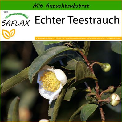SAFLAX - Echter Teestrauch - Camellia - 6 Samen