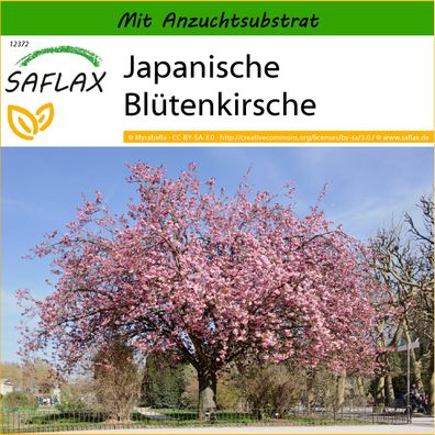 SAFLAX - Japanische Blütenkirsche - Prunus - 30 Samen