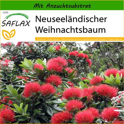 SAFLAX - Neuseeländischer Weihnachtsbaum - Metrosideros - 300 Samen