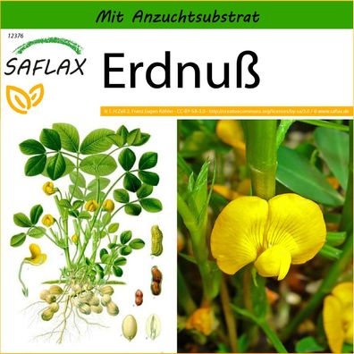 SAFLAX - Erdnuß - Arachis - 8 Samen
