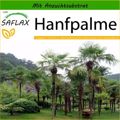 SAFLAX - Hanfpalme - Chamaerops - 10 Samen