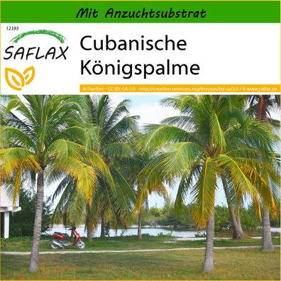 SAFLAX - Cubanische Königspalme - Roystonia - 8 Samen
