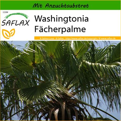SAFLAX - Washingtonia Fächerpalme - Washingtonia - 12 Samen