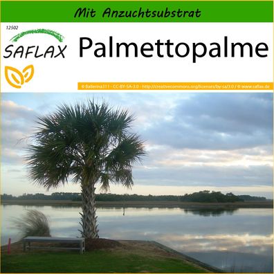 SAFLAX - Palmettopalme - Sabal - 8 Samen