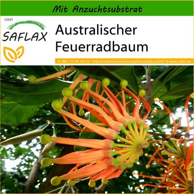 SAFLAX - Australischer Feuerradbaum - Stenocarpus - 20 Samen