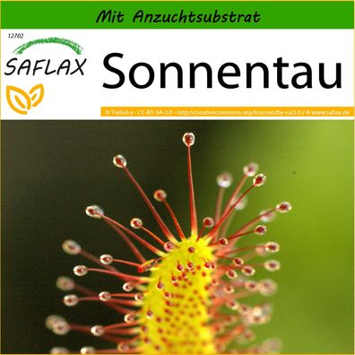 SAFLAX - Sonnentau - Drosera - 200 Samen