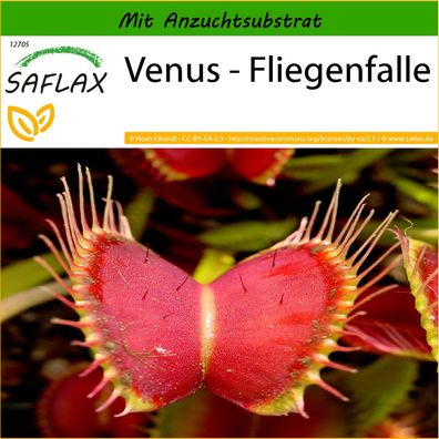 SAFLAX - Venus - Fliegenfalle - Dionaea - 10 Samen