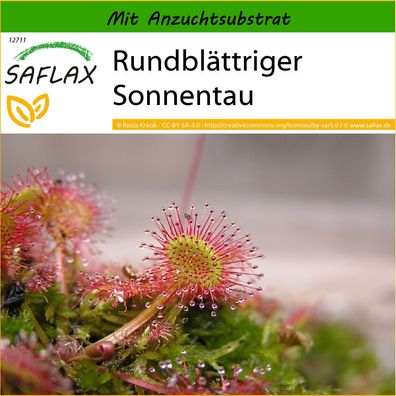 SAFLAX - Rundblättriger Sonnentau - Drosera - 50 Samen