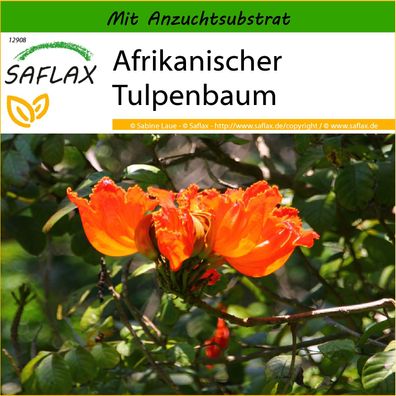 SAFLAX - Afrikanischer Tulpenbaum - Spathodea - 30 Samen