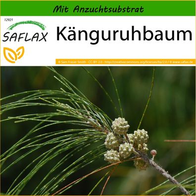 SAFLAX - Känguruhbaum - Casuarina - 200 Samen