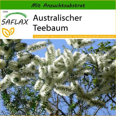 SAFLAX - Australischer Teebaum - Melaleuca - 400 Samen