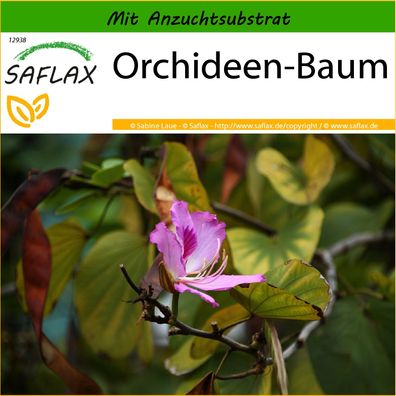 SAFLAX - Orchideen-Baum - Bauhinia - 8 Samen