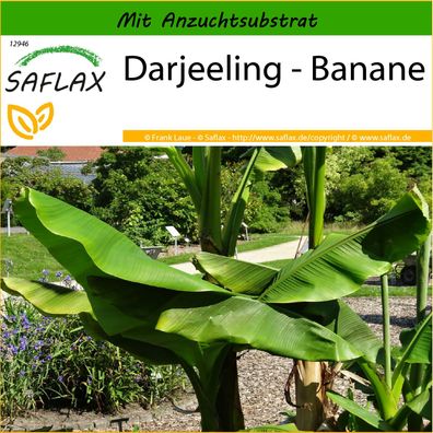 SAFLAX - Darjeeling - Banane - Musa - 5 Samen
