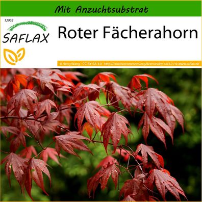 SAFLAX - Roter Fächerahorn - Acer - 20 Samen