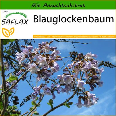 SAFLAX - Blauglockenbaum - Paulownia - 200 Samen