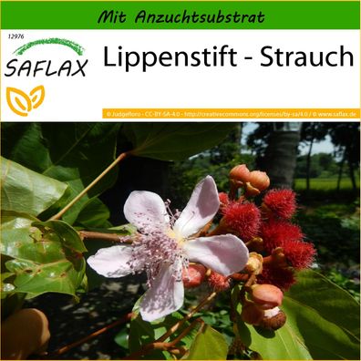 SAFLAX - Lippenstift - Strauch - Bixa - 20 Samen