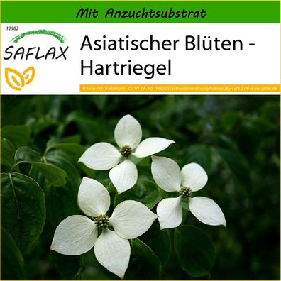 SAFLAX - Asiatischer Blüten - Hartriegel - Cornus - 30 Samen