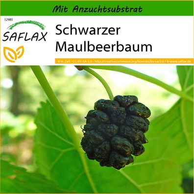 SAFLAX - Schwarzer Maulbeerbaum - Morus - 200 Samen