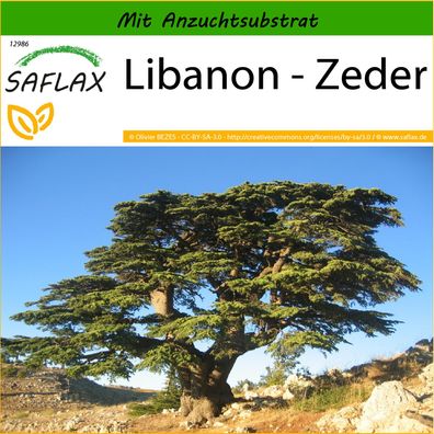 SAFLAX - Libanon - Zeder - Cedrus - 20 Samen