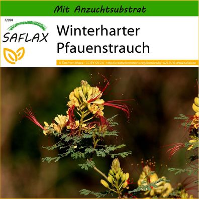 SAFLAX - Winterharter Pfauenstrauch - Caesalpinia - 10 Samen