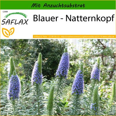 SAFLAX - Blauer - Natternkopf - Echium - 100 Samen