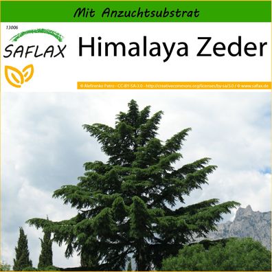 SAFLAX - Himalaya Zeder - Cedrus - 35 Samen