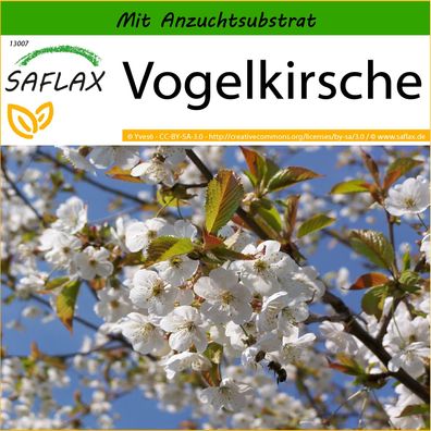 SAFLAX - Vogelkirsche - Prunus - 10 Samen