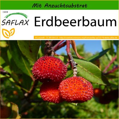 SAFLAX - Erdbeerbaum - Arbutus - 50 Samen