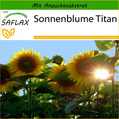 SAFLAX - Sonnenblume Titan - Helianthus - 20 Samen