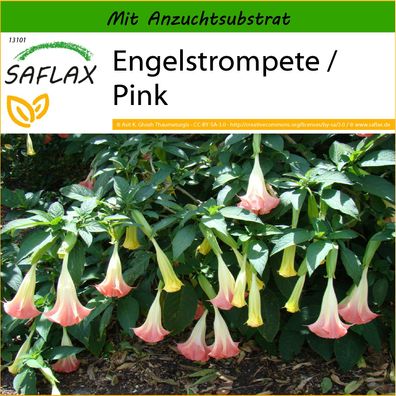 SAFLAX - Engelstrompete / Pink - Brugmansia - 10 Samen