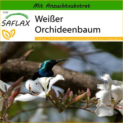 SAFLAX - Weißer Orchideenbaum - Bauhinia - 5 Samen
