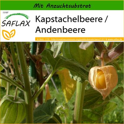 SAFLAX - Kapstachelbeere / Andenbeere - Physalis - 100 Samen