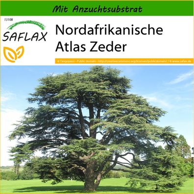 SAFLAX - Nordafrikanische Atlas Zeder - Cedrus - 20 Samen