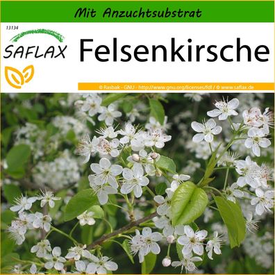 SAFLAX - Felsenkirsche - Prunus - 30 Samen