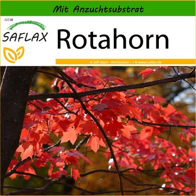SAFLAX - Rotahorn - Acer - 20 Samen