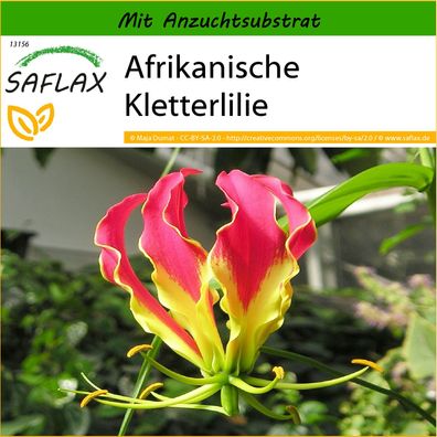 SAFLAX - Afrikanische Kletterlilie - Gloriosa - 15 Samen