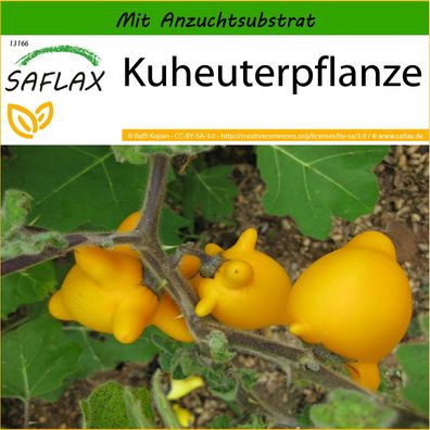 SAFLAX - Kuheuterpflanze - Solanum - 10 Samen