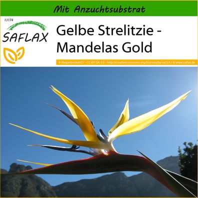 SAFLAX - Gelbe Strelitzie - Mandelas Gold - Strelitzia - 4 Samen