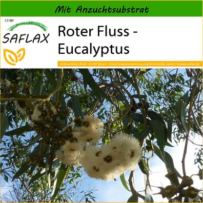 SAFLAX - Roter Fluss - Eucalyptus - Eucalyptus - 200 Samen