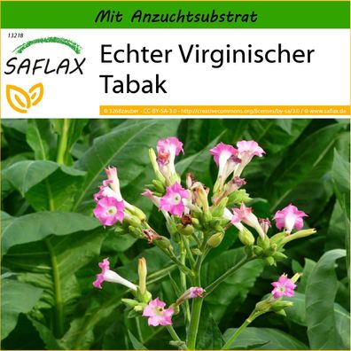 SAFLAX - Echter Virginischer Tabak - Nicotiana - 250 Samen