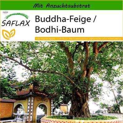 SAFLAX - Buddha-Feige / Bodhi-Baum - Ficus - 100 Samen