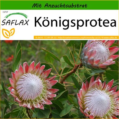 SAFLAX - Königsprotea - Protea - 5 Samen
