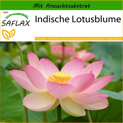 SAFLAX - Indische Lotusblume - Nelumbo - 8 Samen