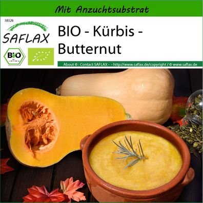 SAFLAX - BIO - Kürbis - Butternut - Cucurbita - 6 Samen