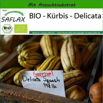 SAFLAX - BIO - Kürbis - Delicata - Cucurbita - 6 Samen