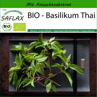 SAFLAX - BIO - Basilikum Thai - Ocimum - 250 Samen