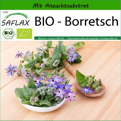 SAFLAX - BIO - Borretsch - Borago - 40 Samen