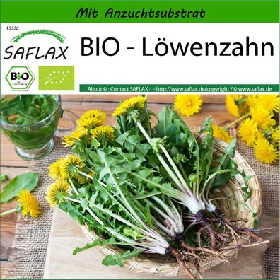 SAFLAX - BIO - Löwenzahn - Taraxacum - 400 Samen