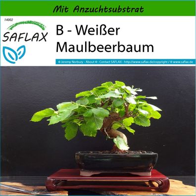 SAFLAX - B - Weißer Maulbeerbaum - Morus - 200 Samen