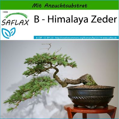 SAFLAX - B - Himalaya Zeder - Cedrus - 35 Samen